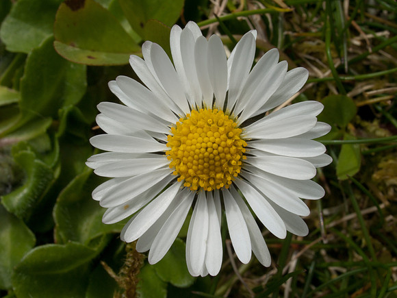 20110418-Applecross-P4182342