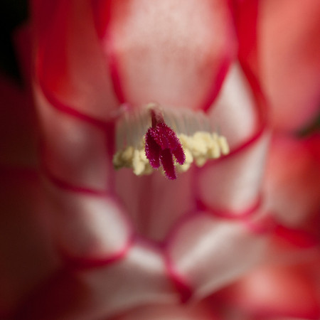 20111126-Cactus-PB262775
