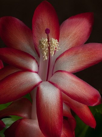 20111126-Cactus-PB262815
