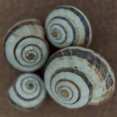20110411-Shells-P4112018