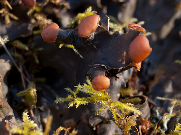 20110212-Urquhart Bay Woods-P2120528