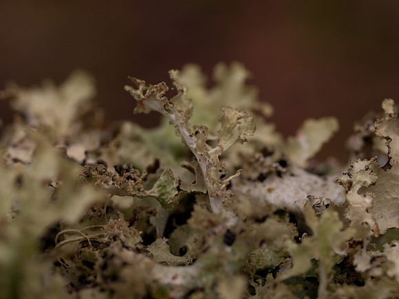 20110214-Grotaig-P2140583