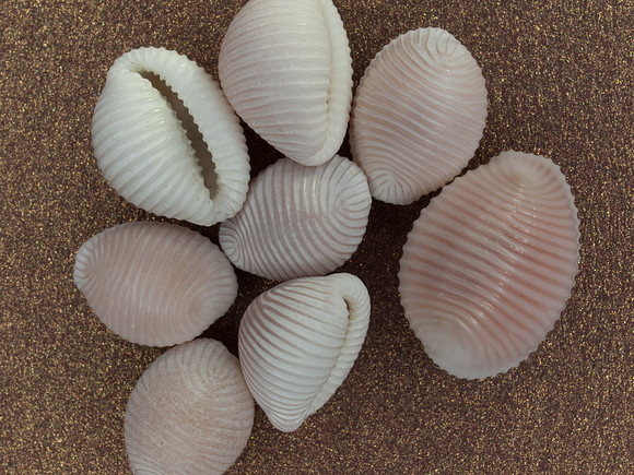 20110411-Shells-P4112025