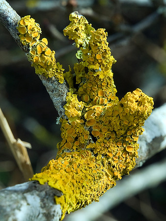 Rosemarkie_2010 02 28_Yellow_Lichen2