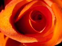 20110205-Flower-P2050367