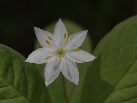 20110514-Dhivach-Q5140830