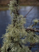 20110212-Urquhart Bay Woods-P2120481
