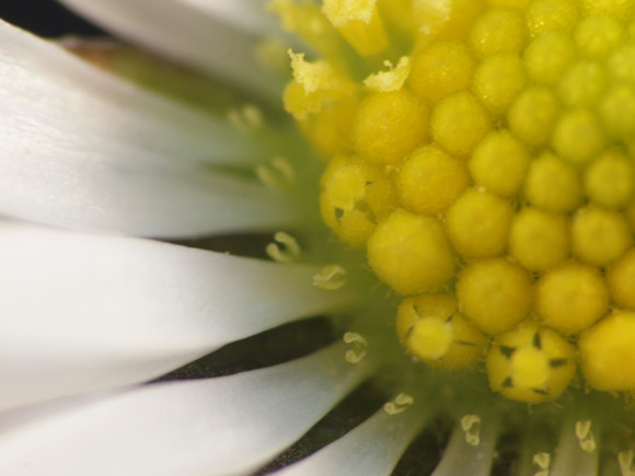 20110522-Macro-Q5220985