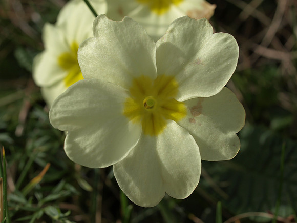 20110409-Sandaig-P4091864