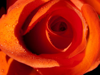 20110205-Flower-P2050369