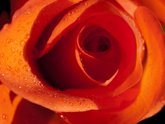 20110205-Flower-P2050369