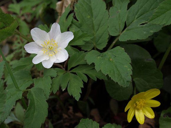 Macro_0837
