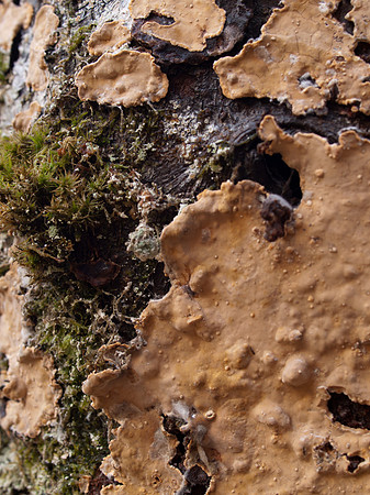 20110212-Urquhart Bay Woods-P2120523