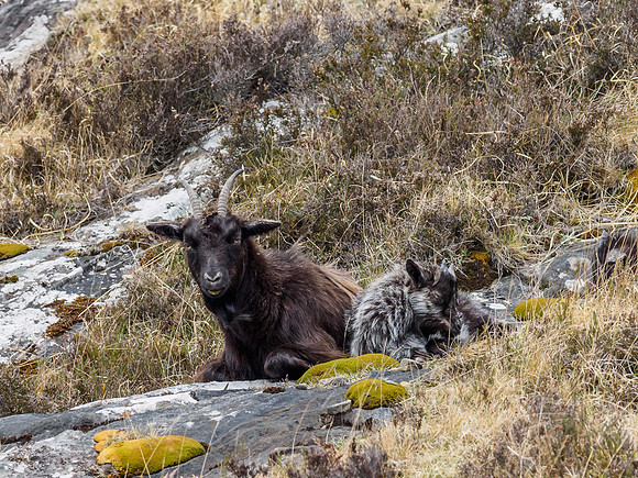 Strathfarrar Feral Goats (6) [1904043]