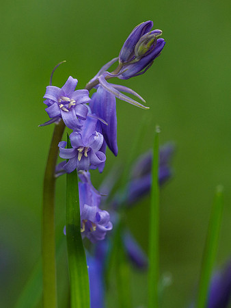 Bluebell (Hyacinthoides non-scripta) [1904067]