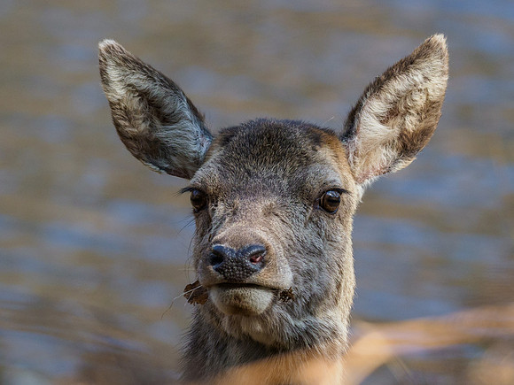 Female Red Deer (2) [1904022]