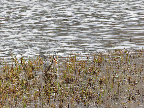 Grey Heron (Ardea cinerea) (6) [1904056]
