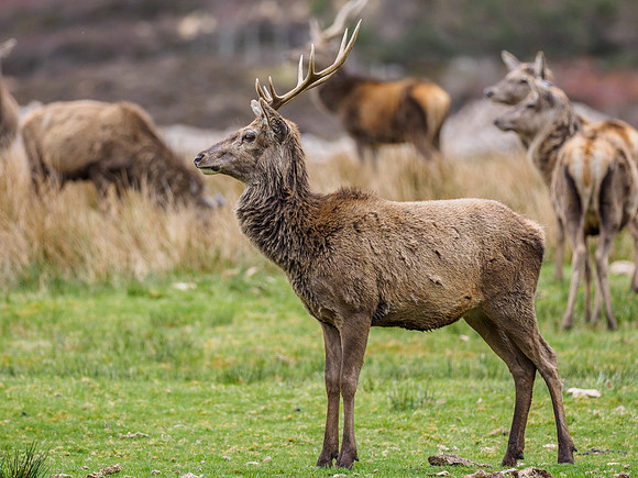 Red Deer (Cervus Elephus) (4) [1904062]