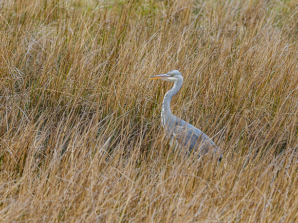 Grey Heron (Ardea cinerea) (3) [1904047]