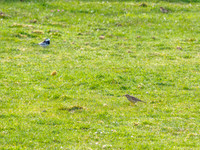 Meadow Pipit (Anthus pratensis) [1904013]