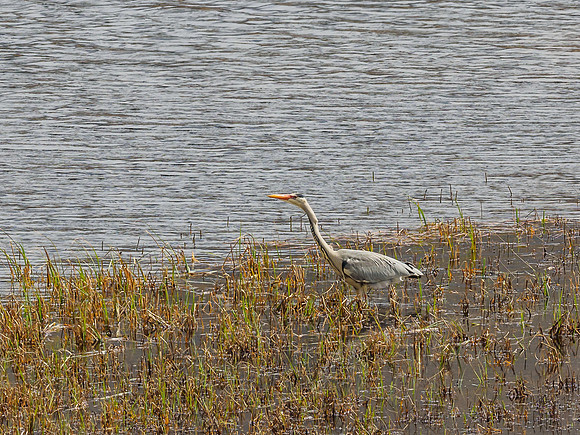Grey Heron (Ardea cinerea) (4) [1904054]