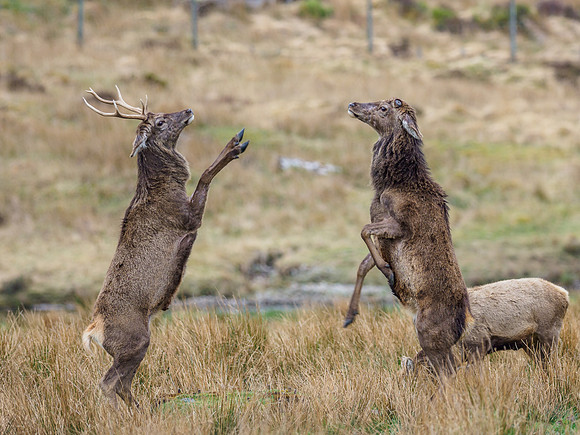 Red Deer (Cervus Elephus) (5) [1904064]