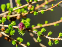 European Larch (Larix decidua) Flower (1) [1904008]