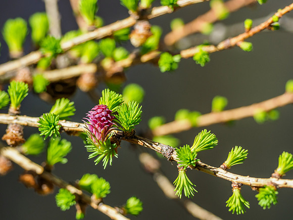 European Larch (Larix decidua) Flower (1) [1904008]