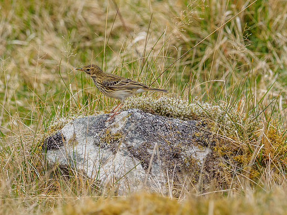 Meadow Pipit (Anthus pratensis) (2) [1904039]