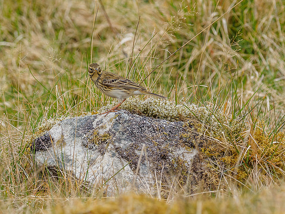 Meadow Pipit (Anthus pratensis) (1) [1904038]