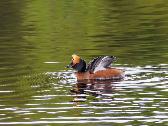 Slavonian Grebe (Podiceps auritus) (2) [1904072]