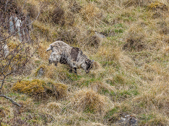 Strathfarrar Feral Goats (2) [1904037]