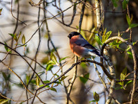 Bullfinch (Pyrrhula pyrrhula) in Dappled Sunlight [1904003]