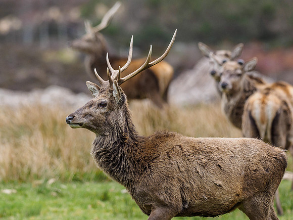 Red Deer (Cervus Elephus) (3) [1904061]