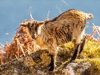 Feral Goats (Capra hircus) [1904010]