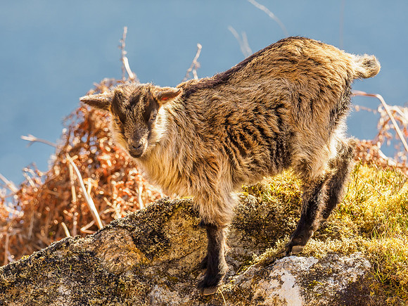 Feral Goats (Capra hircus) [1904010]