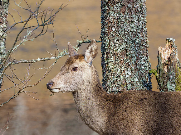 Female Red Deer (5) [1904025]
