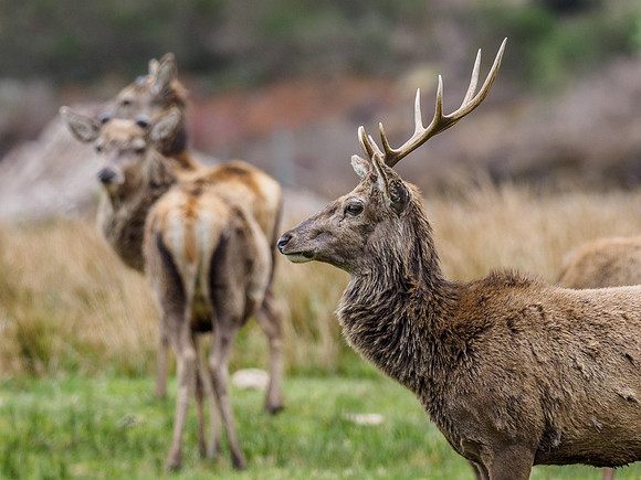 Red Deer (Cervus Elephus) (1) [1904059]