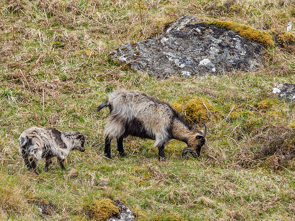 Strathfarrar Feral Goats (4) [1904041]