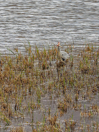Grey Heron (Ardea cinerea) (5) [1904055]