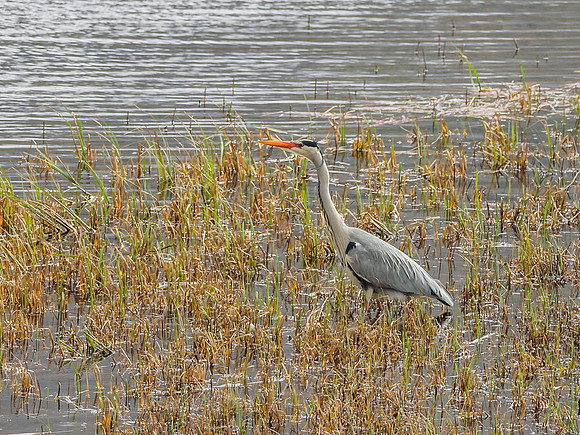 Grey Heron (Ardea cinerea) (7) [1904057]