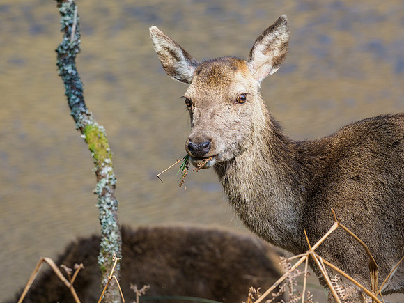 Female Red Deer (6) [1904026]
