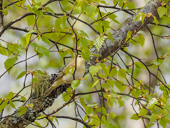Willow Warbler (Phylloscopus trochilus) (1) [1904068]