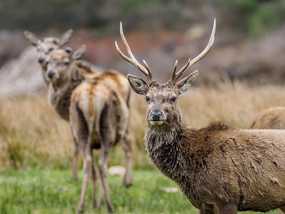 Red Deer (Cervus Elephus) (2) [1904060]