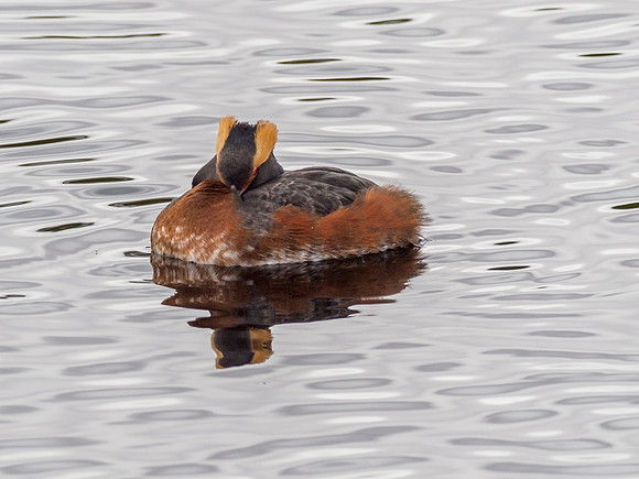 Sleepy Grebe [1904070]