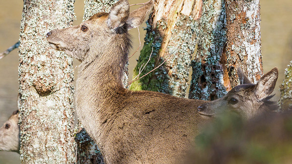 Female Red Deer (3) [1904023]