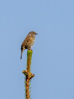 Dunnock (Prunella modularis) [1904020]