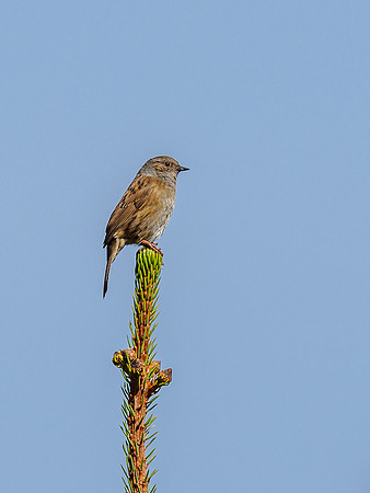 Dunnock (Prunella modularis) [1904020]