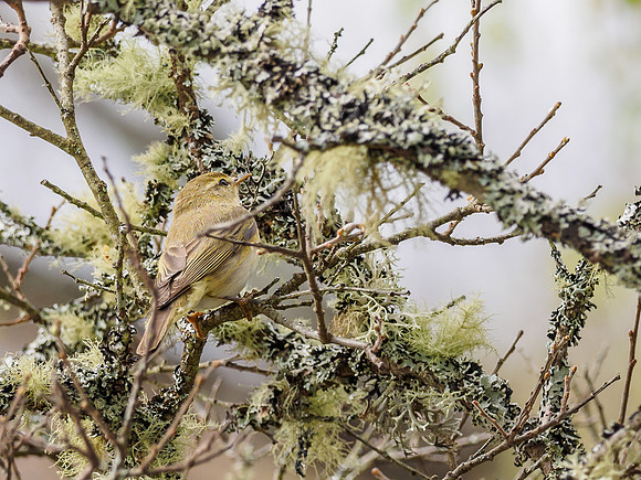 Willow Warbler (Phylloscopus trochilus) (2) [1904069]