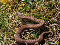 Young Adder (Vipera berus) [1904033]